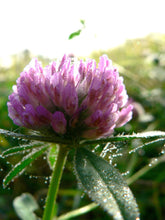 Organic Breast Care Massage Oil, poke root, burdock seed, dandelion red clover set with essential oils